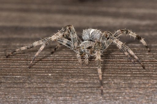 Free Araneus Angulate Orbweaver photo and picture