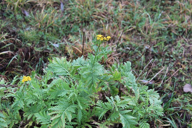 Free Tansy Plant photo and picture
