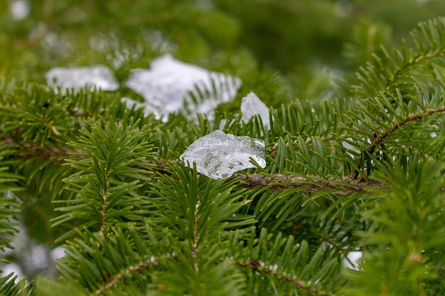 Free Pine Floral Background photo and picture