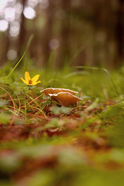 Free Mushrooms Wild Mushrooms photo and picture