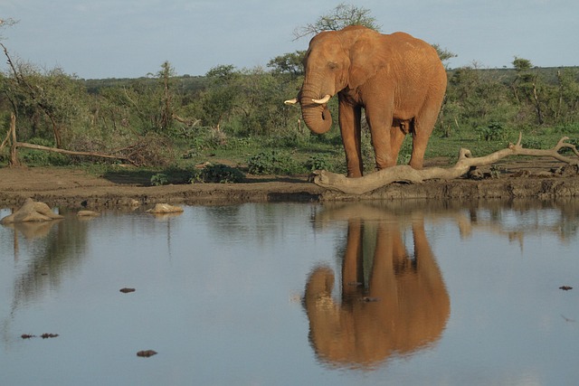 Elefant, Tierwelt, Natur