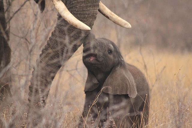 Elefant, Tierwelt, Natur, Baby