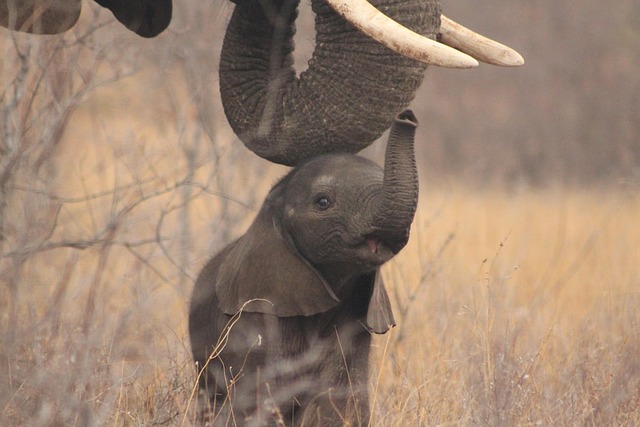 Elefant, Tierwelt, Natur, Baby