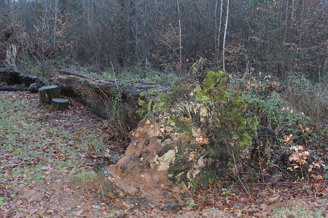 Free Deadwood Wood photo and picture