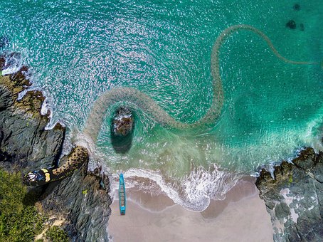 Free Large Snake photo and picture