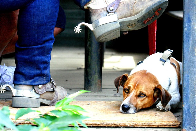 Free Dog Jack Russell photo and picture