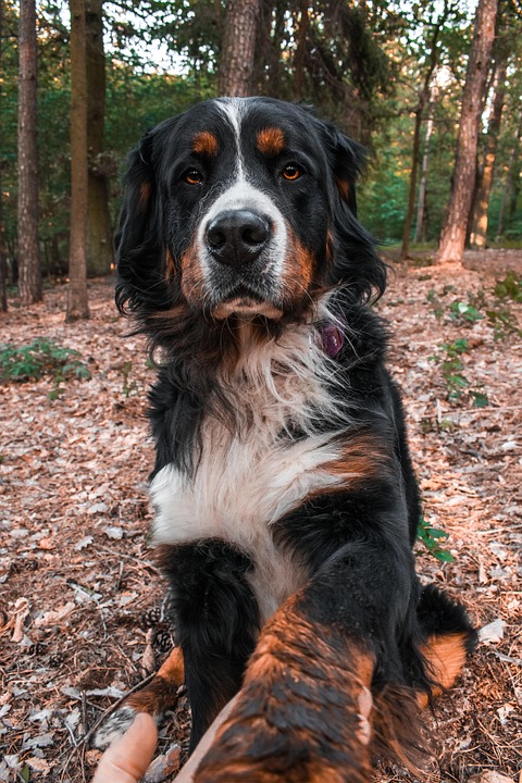 犬 バーニーズ マウンテン ドッグ ペット Pixabayの無料写真