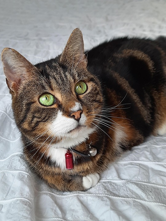 Cat Yeux Verts Félin Animal De - Photo gratuite sur Pixabay - Pixabay