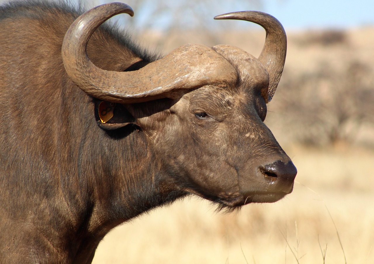 Buffalo - free online jigsaw puzzle photo
