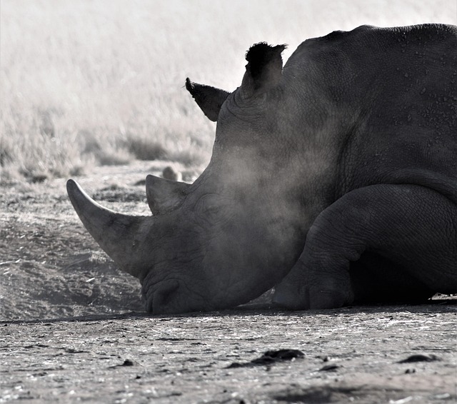 Free Rhino Rhinoceros photo and picture