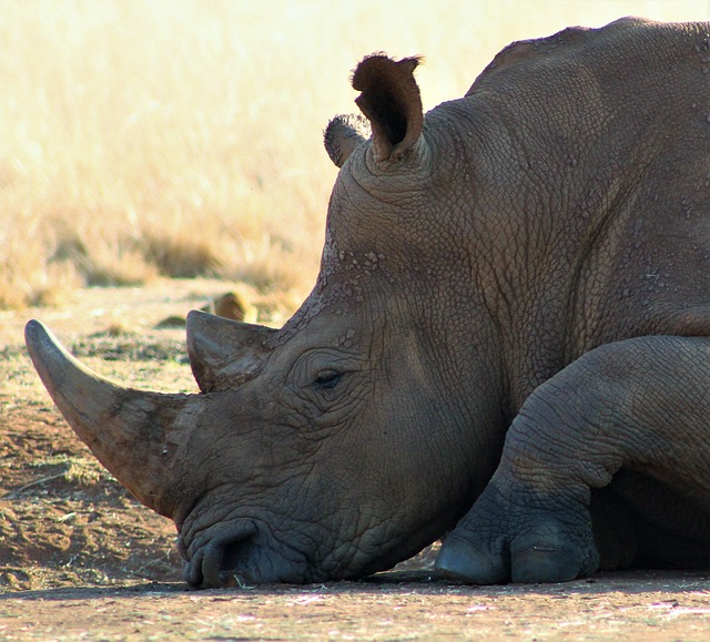 Free Rhino Rhinoceros photo and picture