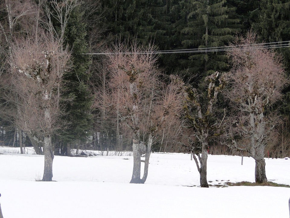 冬 雪 木 - Pixabayの無料写真 - Pixabay