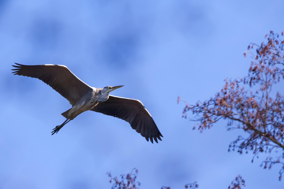 鳥 灰色のサギ フライト Pixabayの無料写真