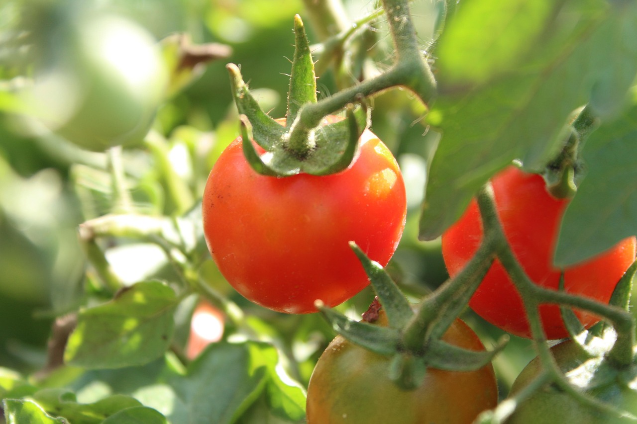 Tomatoes Tomato Free photo on Pixabay Pixabay