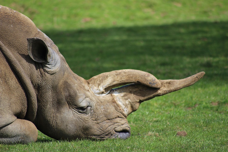 Rhino Rhinoceros Horn Free photo on Pixabay Pixabay