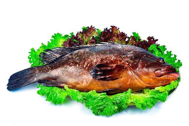 Free Fish Food photo and picture