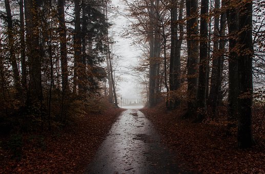 Skov, Tåge, Natur, Træer, Efterår