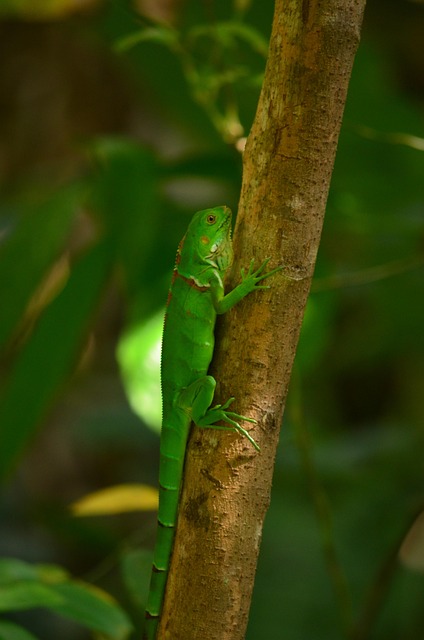 Jalapão Natureza Verde Foto gratuita no Pixabay Pixabay