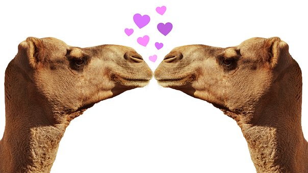 Free Camel Camels photo and picture