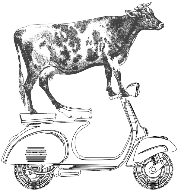 Free Cow Moped photo and picture