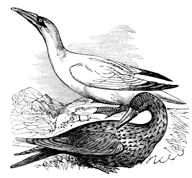 Free northern gannet bird adult illustration
