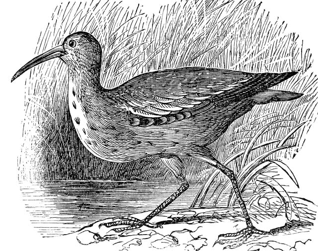 Free eskimo curlew northern curlew bird illustration