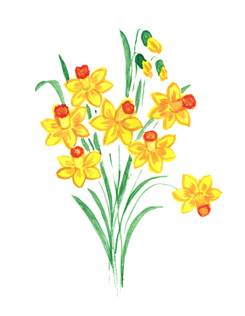 Free narcissus daffodils spring vector