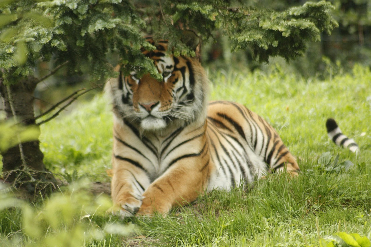 Animaux Félin Dangereux - Photo gratuite sur Pixabay - Pixabay