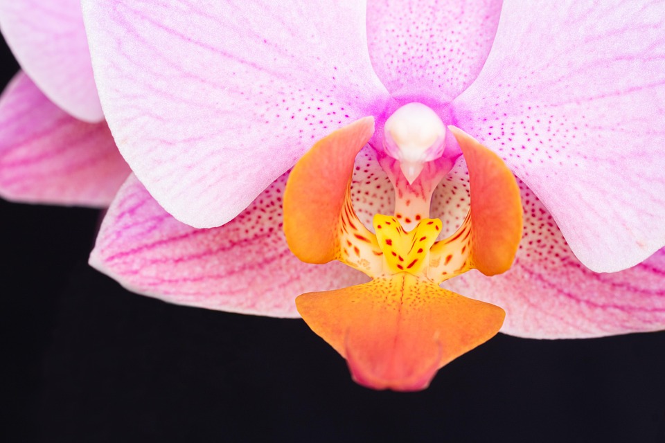 Фото Орхидеи Крупным Планом В Хорошем Качестве