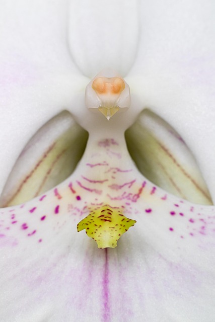 Nachtfalter Orchidee, Blume