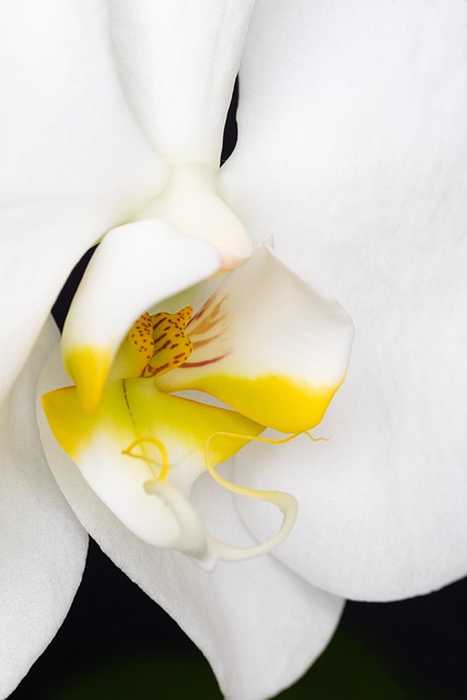 Nachtfalter Orchidee, Orchidee