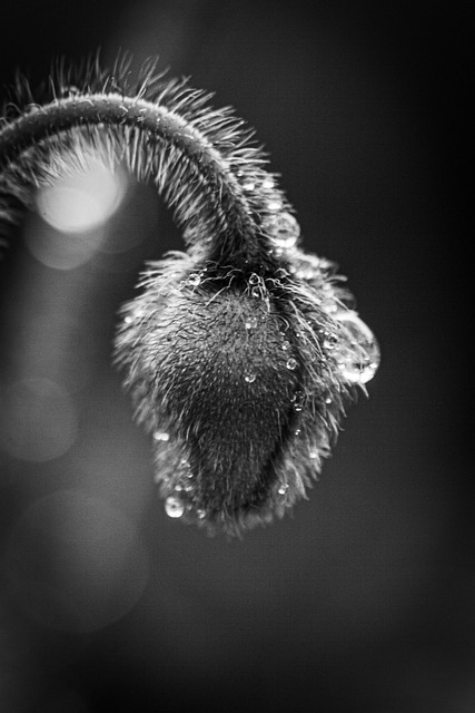 Mohn, Natur, Knospe, Pflanze, Flora
