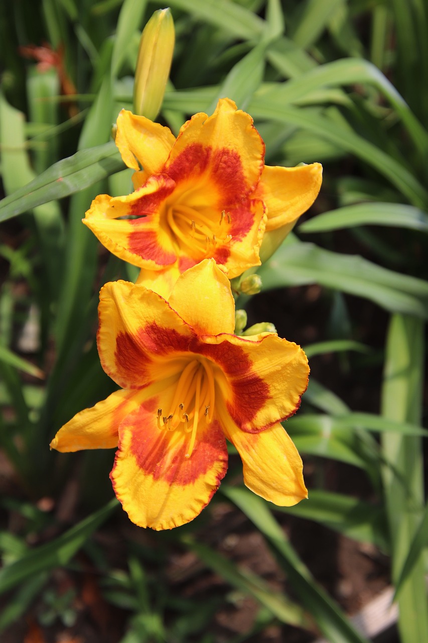 Lily Flowers Pond Bloom Free photo on Pixabay Pixabay