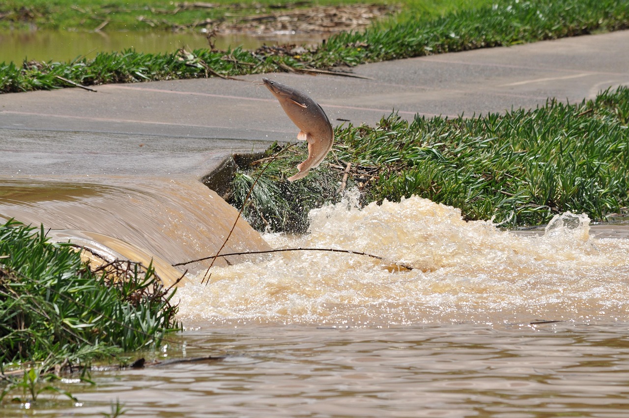 Springender Fisch Fische Springender Fisch - Kostenloses Foto auf Pixabay - Pixabay