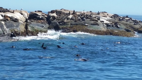 Seal Island, Cape Town, Sydafrika, Sæler
