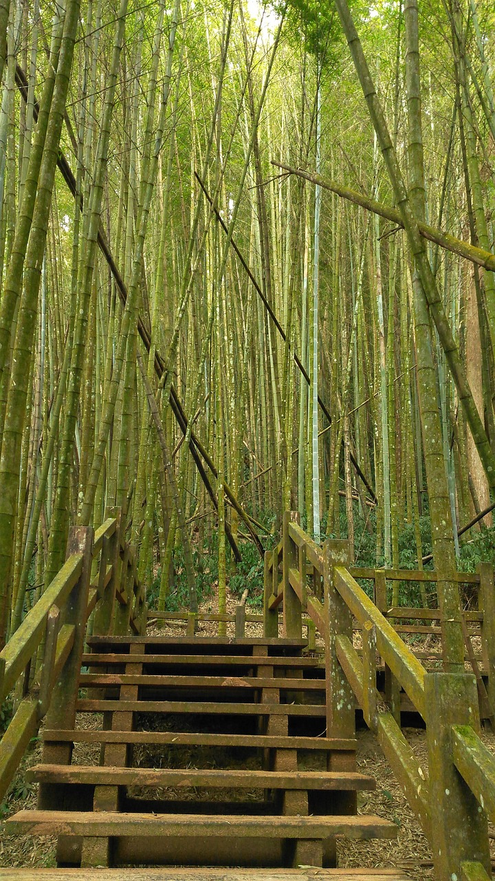 竹林 竹 タケ植物 - Pixabayの無料写真