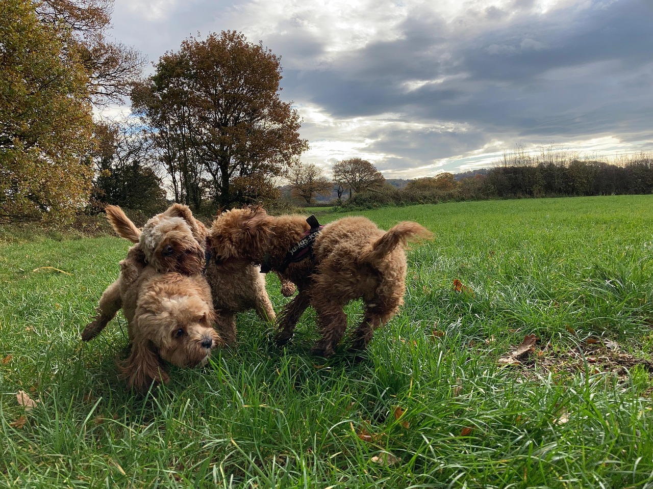 Cockerpoo Cockapoos Canino - Foto gratis en Pixabay - Pixabay