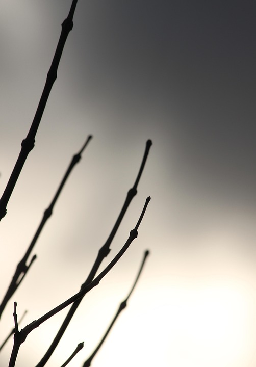 Branches Air - Photo gratuite sur Pixabay - Pixabay