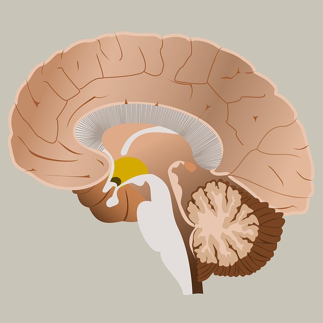 Free brain medicine mind vector