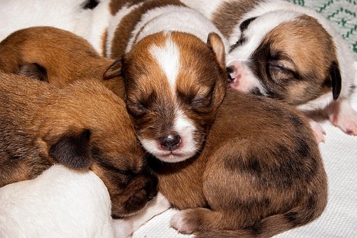 Free Puppies Dogs photo and picture