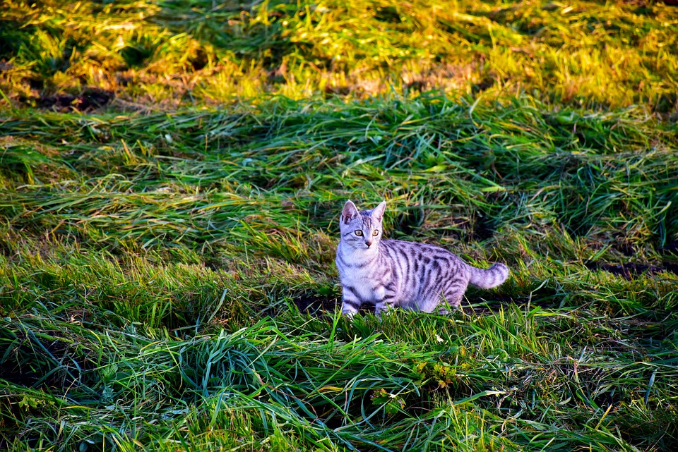 Cat Vert - Photo gratuite sur Pixabay - Pixabay