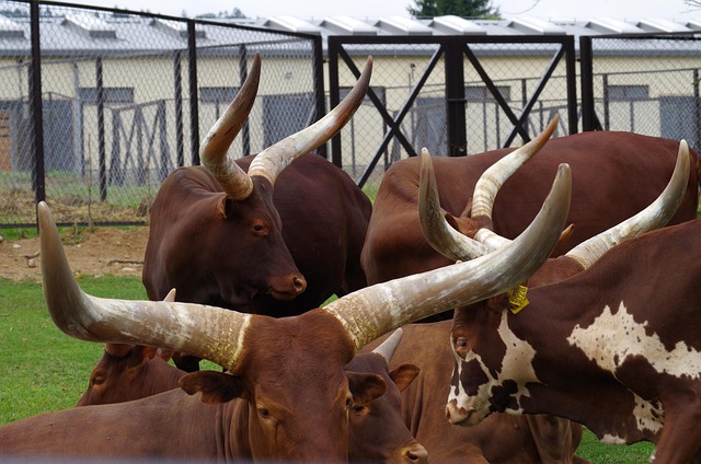 Free Taurus Buffalo Antlers photo and picture