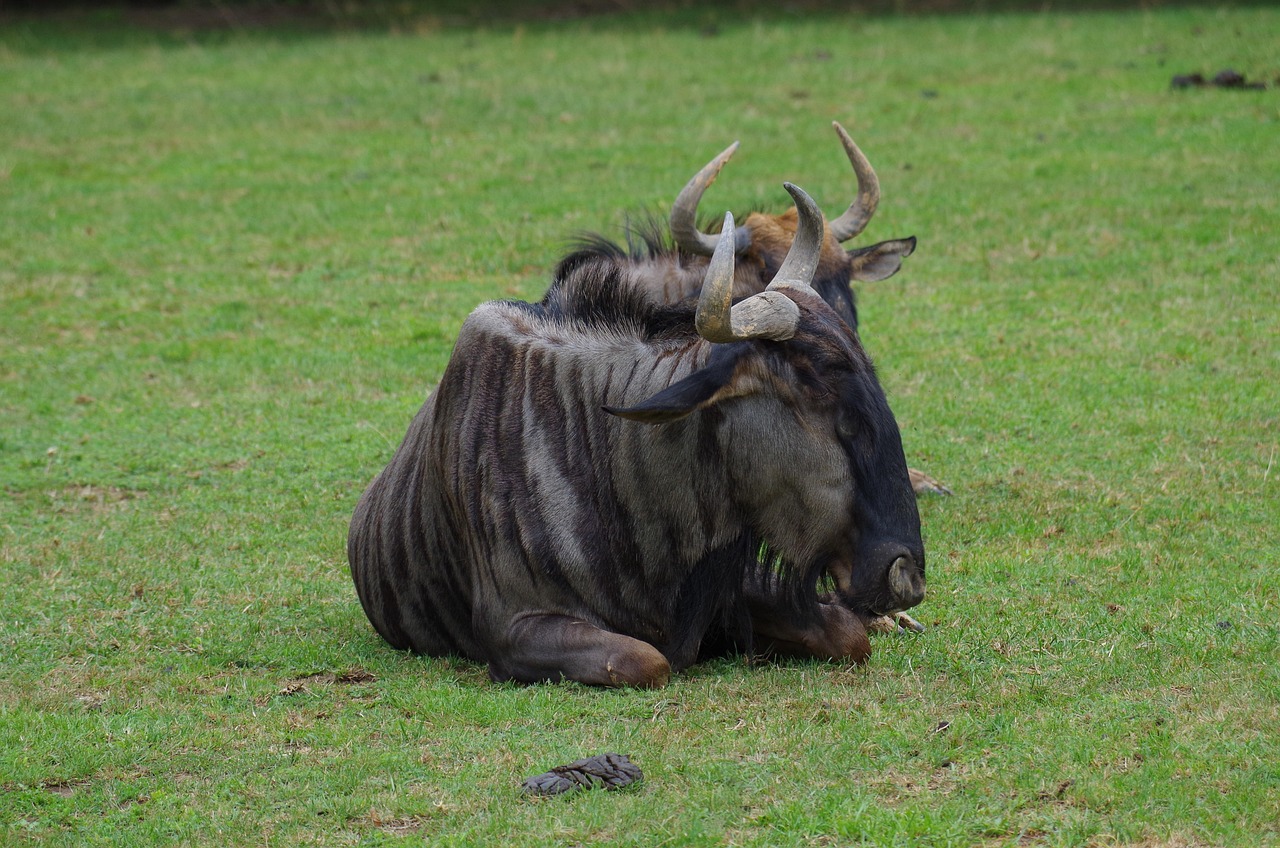 Free Taurus Buffalo Antlers photo and picture