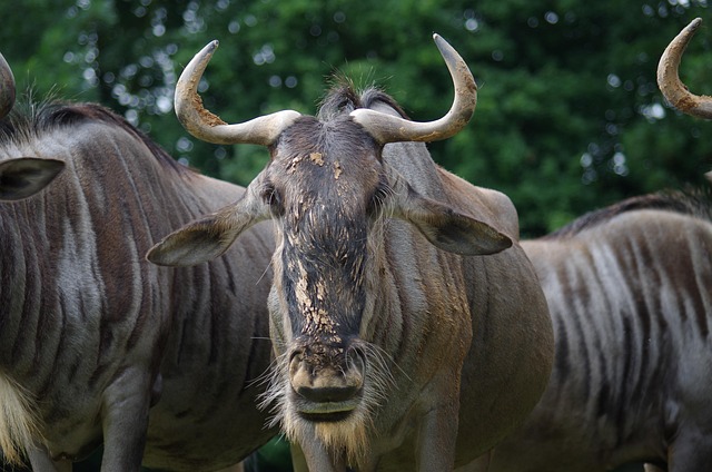 Free Taurus Buffalo Antlers photo and picture