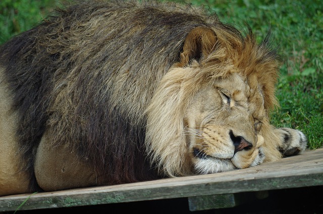 Free Lev Sleeps photo and picture