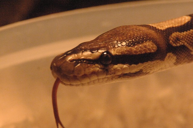 Snake Python Constrictor - Free photo on Pixabay - Pixabay