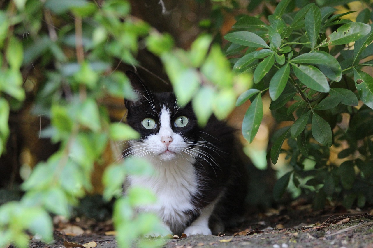 猫 喜Cat猫 植物 - Pixabay上的免费照片