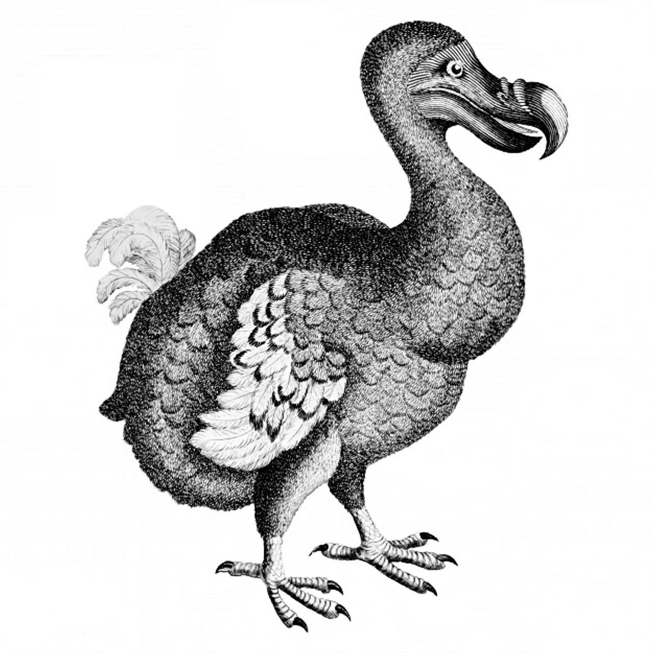 30 000 Free Dodo Bird Bird Images Pixabay 30 000 Free Dodo Bird Bird Images Pixabay