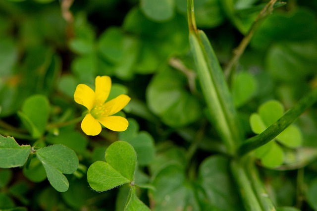 Free Yellow Yellow Flower photo and picture