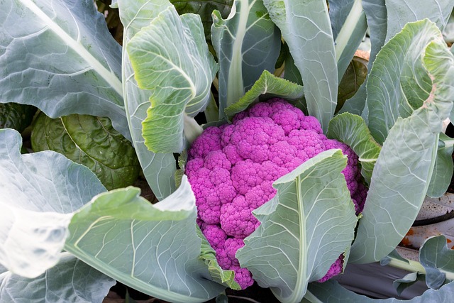 Coliflor De Color Morado, Verdura, Col